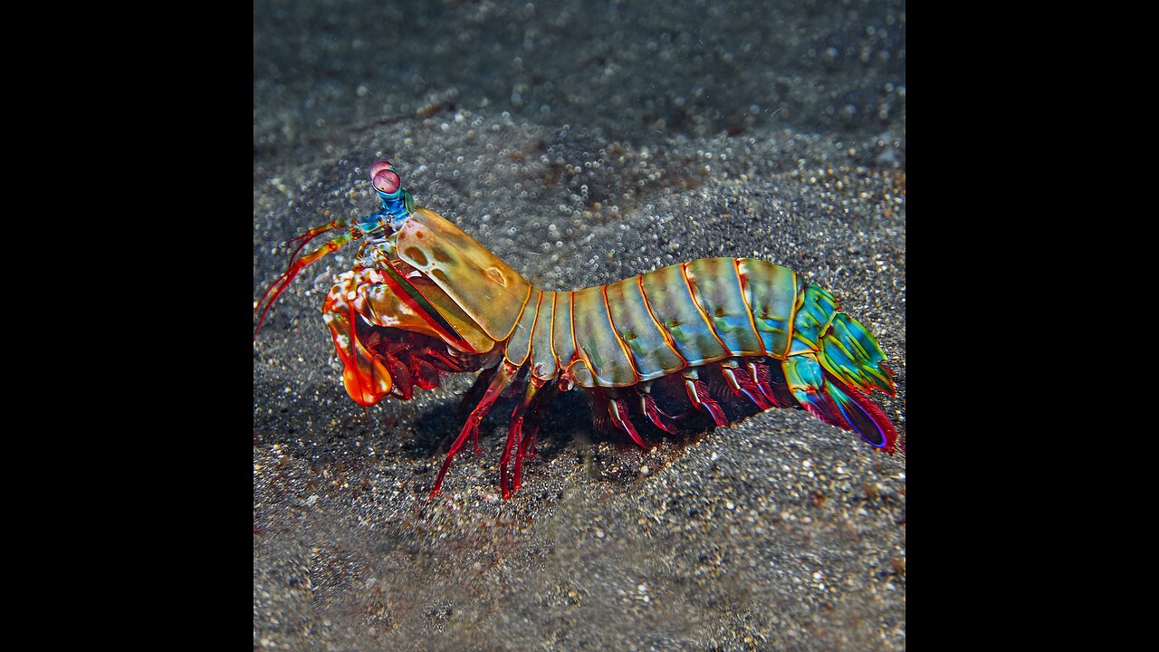 MANTIS SHRIMP VS CRAB (EPIC SHRIMP FIGHT)