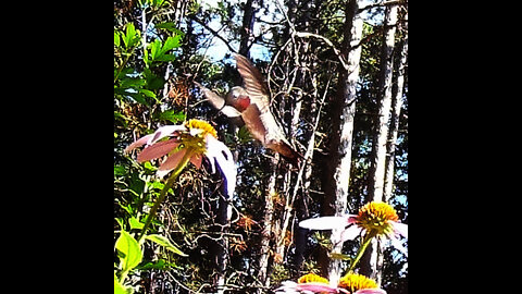 Hummingbird on Purple Cone Flowers