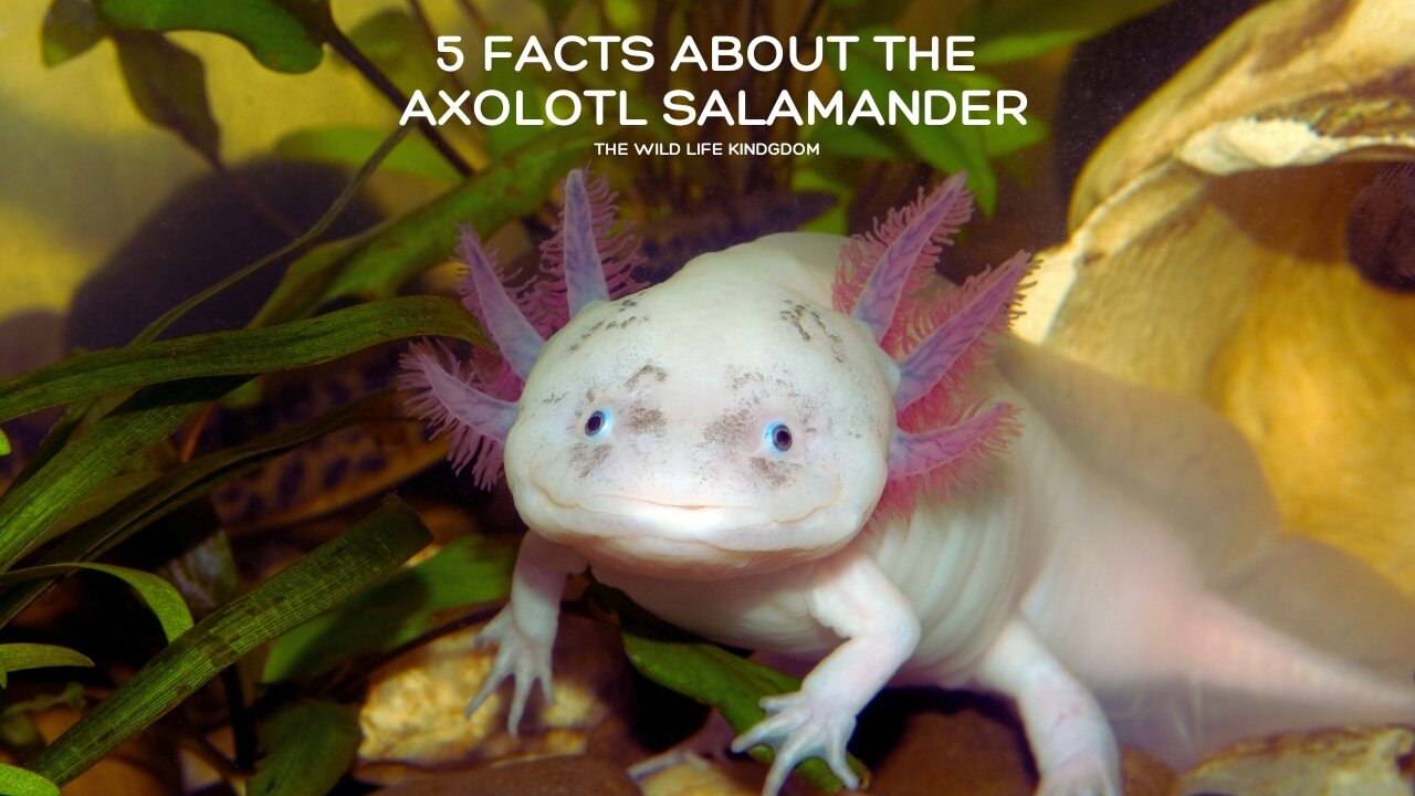 Dive into The Wild Life Kingdom: Axolotl Secrets Revealed Five Facts About The Axolotl Salamander