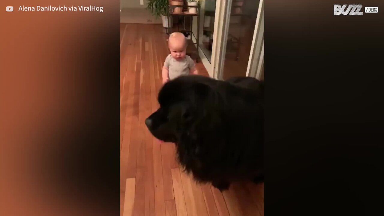 Bebê e cão gigante formam amizade fofa