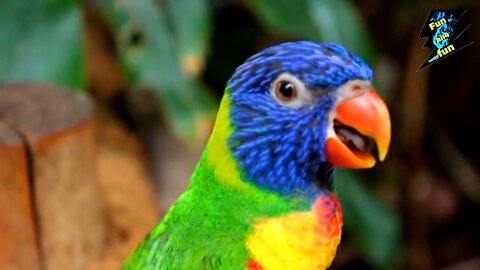 Watch the beautifully colored parrot on the tree in the garden