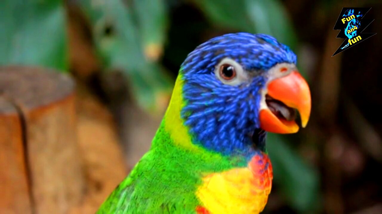 Watch the beautifully colored parrot on the tree in the garden