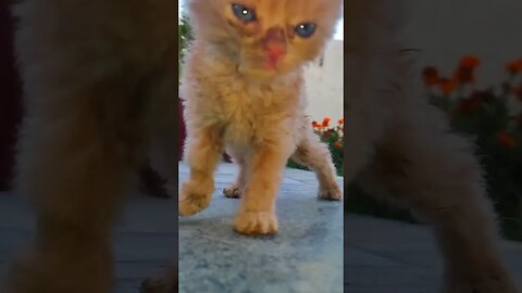 Cute Cats🐈‍⬛😘🥰#cats#cutecat#cutecatshorts#pets#cutepets#funnycats#viral#tiktok#viralvideo#funnycats