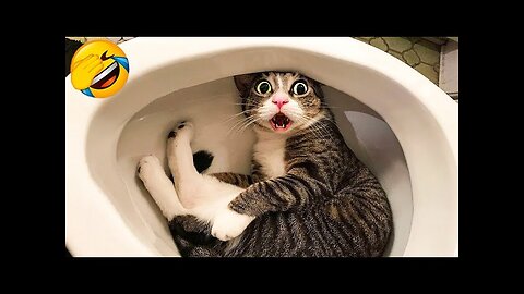 Funny animals - Funny cats & dogs - Funny animal videos 2023 - Part 6