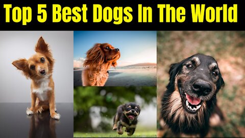 Top 5 Best Dogs In The World