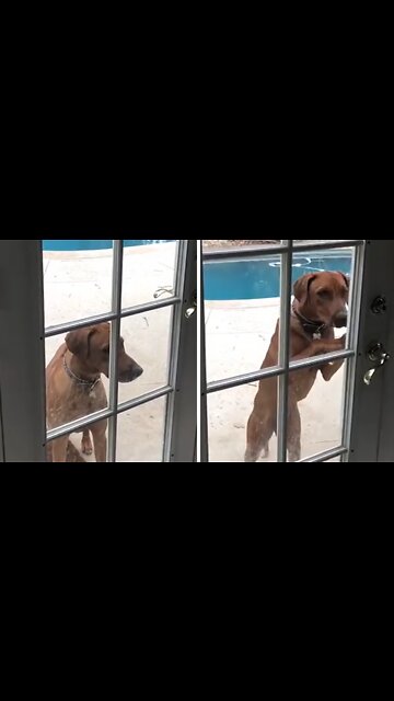 Smart Doggy Opens Door All By Herself