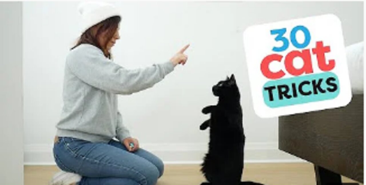 30 Tricks To Teach Your Cat