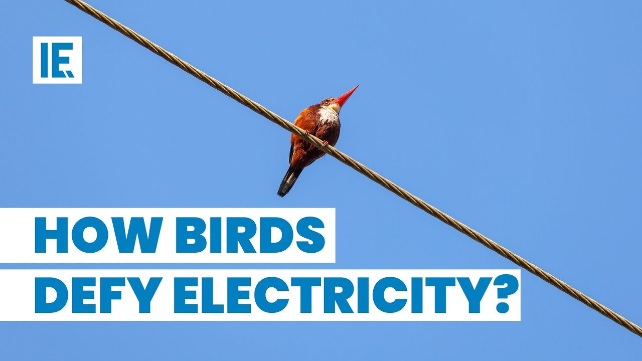 Why don't birds get electrocuted on power lines?