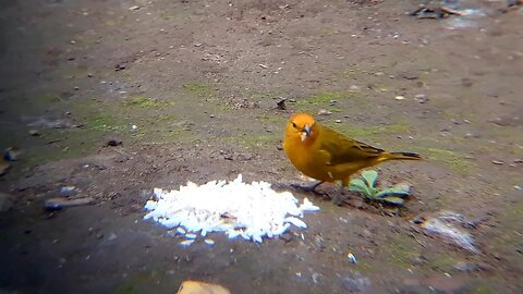 Canário da terra juntos em busca de comida
