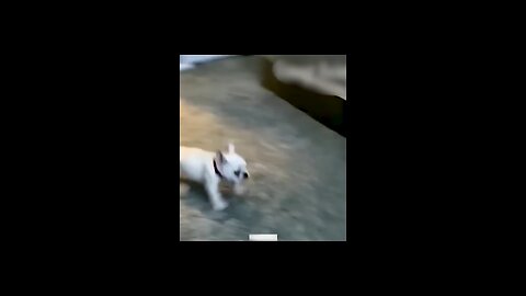 Animal funny video