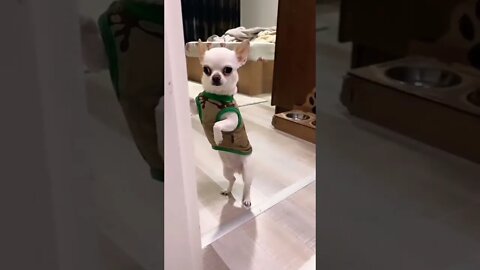 So cute puppy 🥰🥰🥰 #shorts