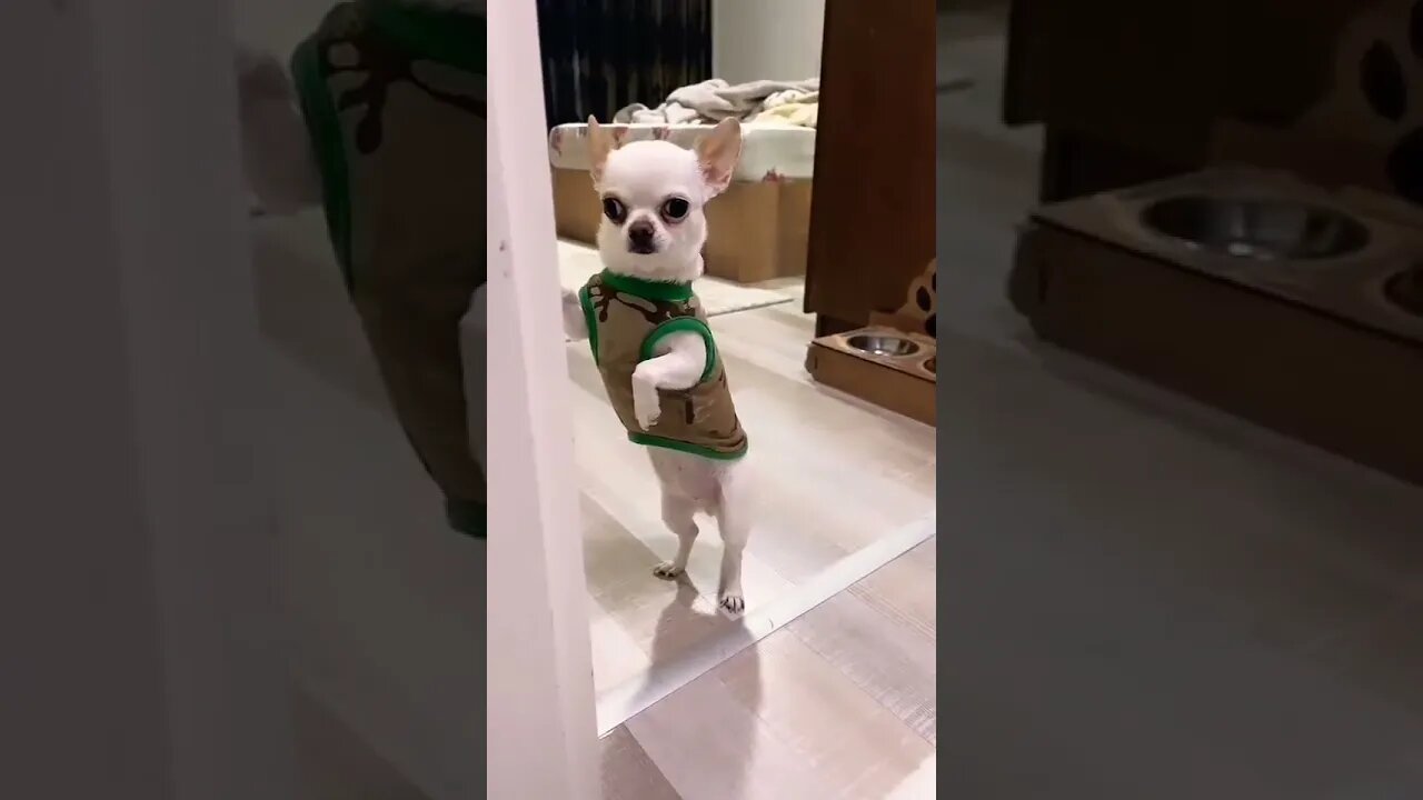 So cute puppy 🥰🥰🥰 #shorts