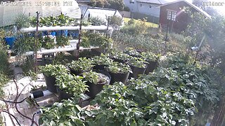 Outdoor Timelapse Ending 19-11-2024