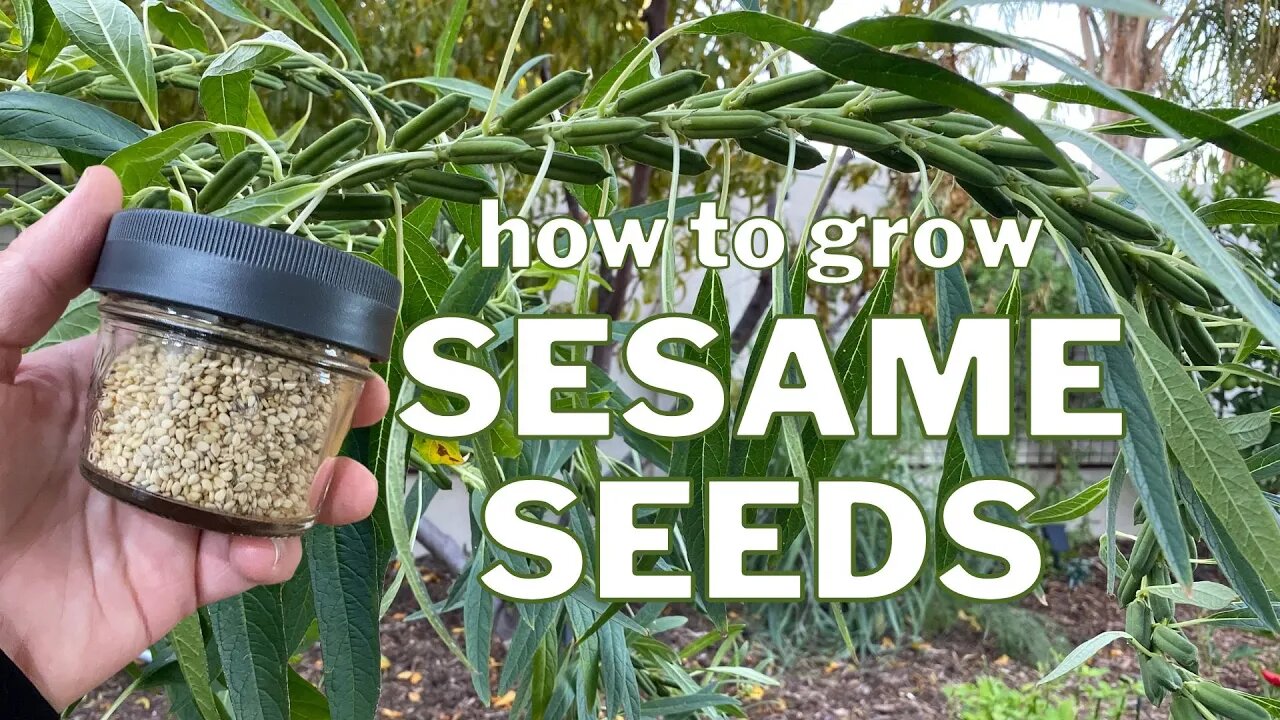 Grow SESAME SEEDS: From Seed to Plant to SEEDS!