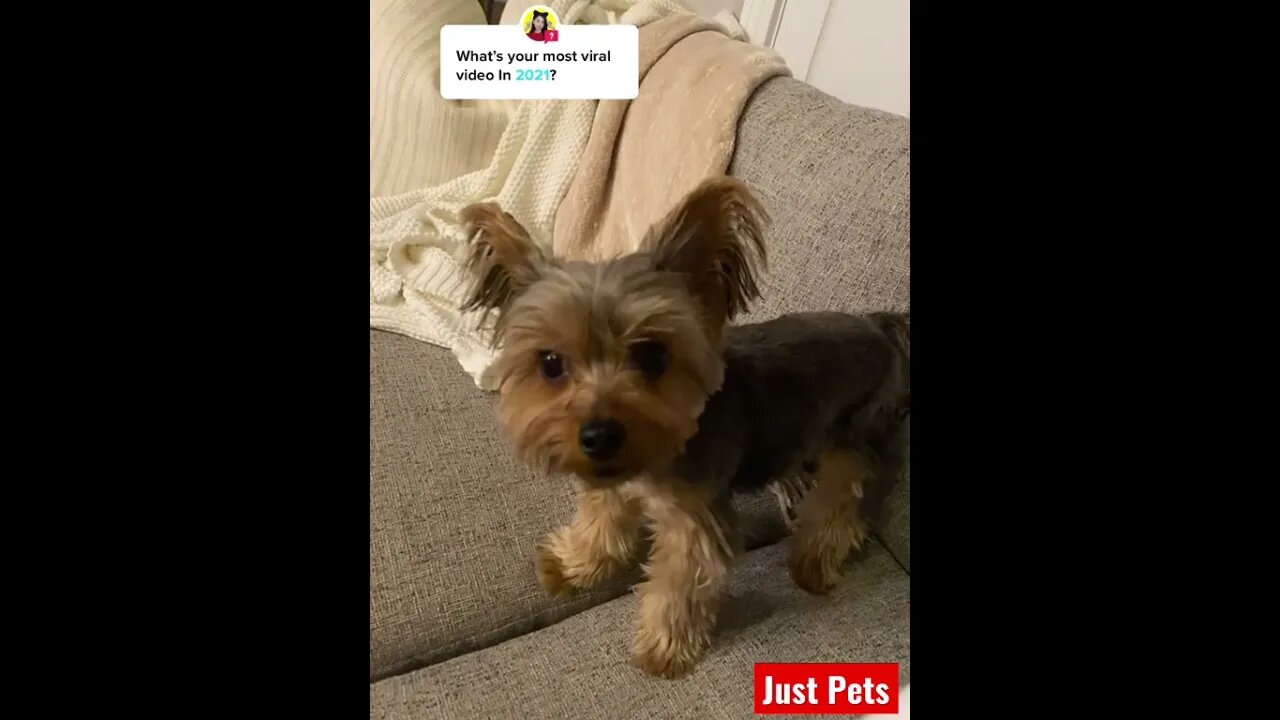 Wait for it #shorts #tiktok #cute #funnyanimals #dog