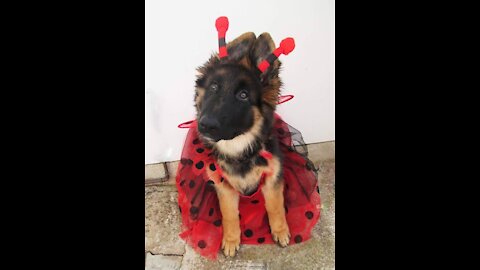 Gsd puppy have fun