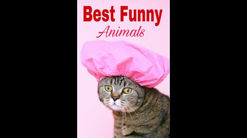 World Best Funny Animals