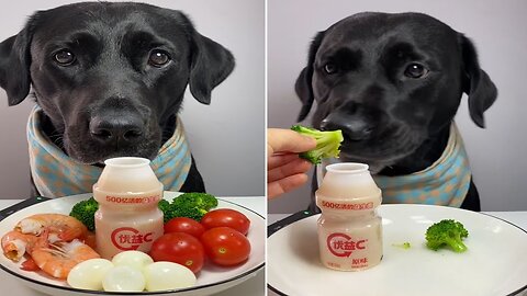 Mommy’s favorite yogurt drink, cute pet debut plan, Labrador, daily life of a silly dog