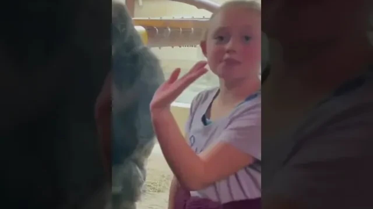 Funny Gorilla #shorts #animals