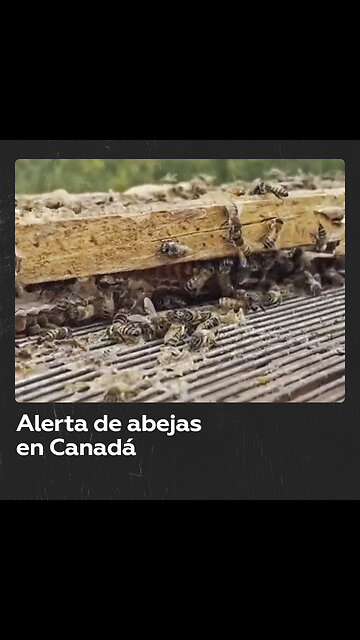 Millones de abejas caen del camión que las transportaba en Canadá