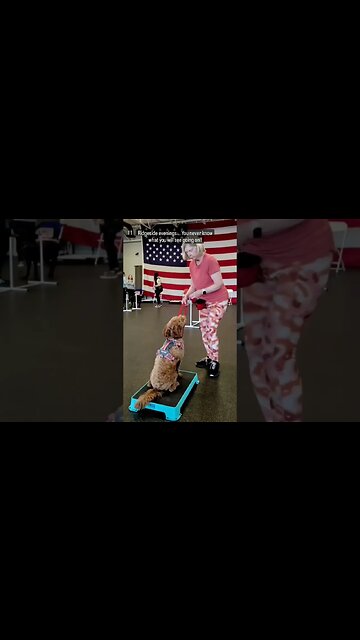 Dog Agility Training