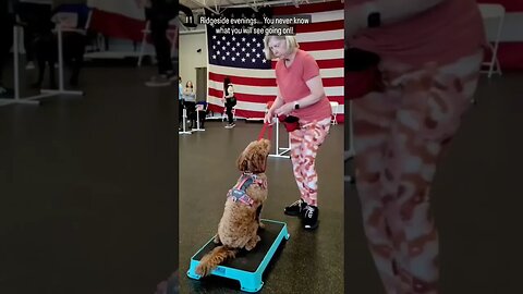 Dog Agility Training