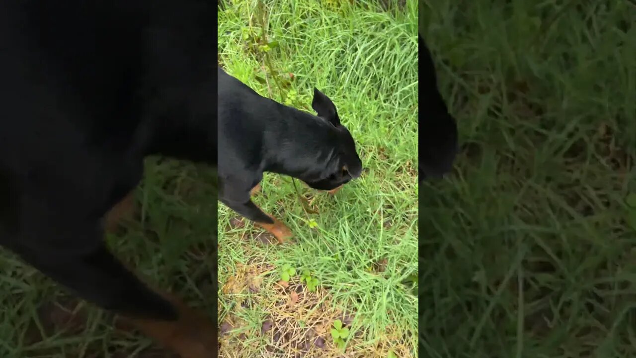 Rottweiler 😁 #shorts #short #viral #trending #subscribe