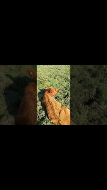 Consecuencias de la sequía en #tacuarembó - Fotos sacadas por productores rurales