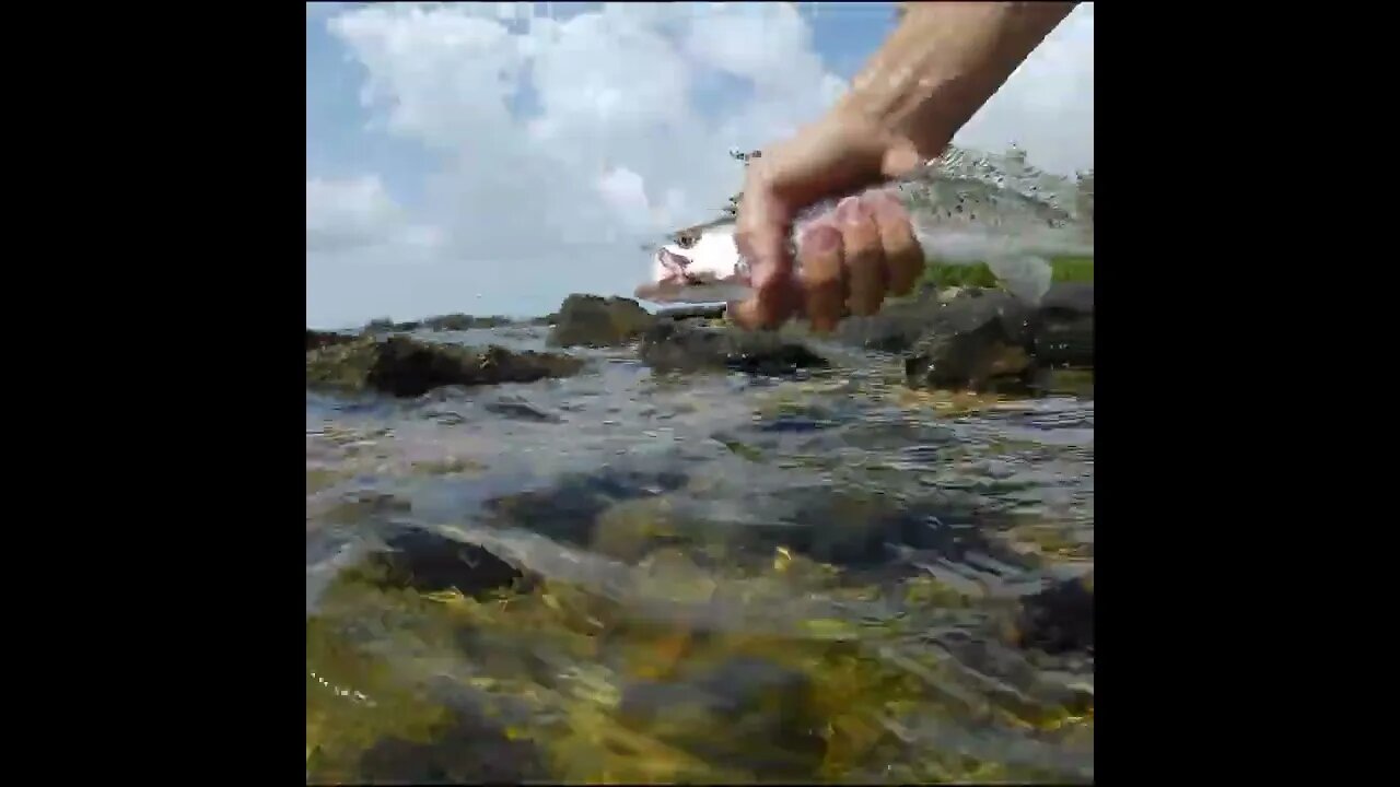 seatrout release