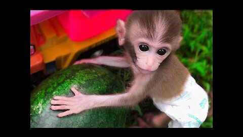 Baby Monkey BiBi eating watermelon. Animals Home