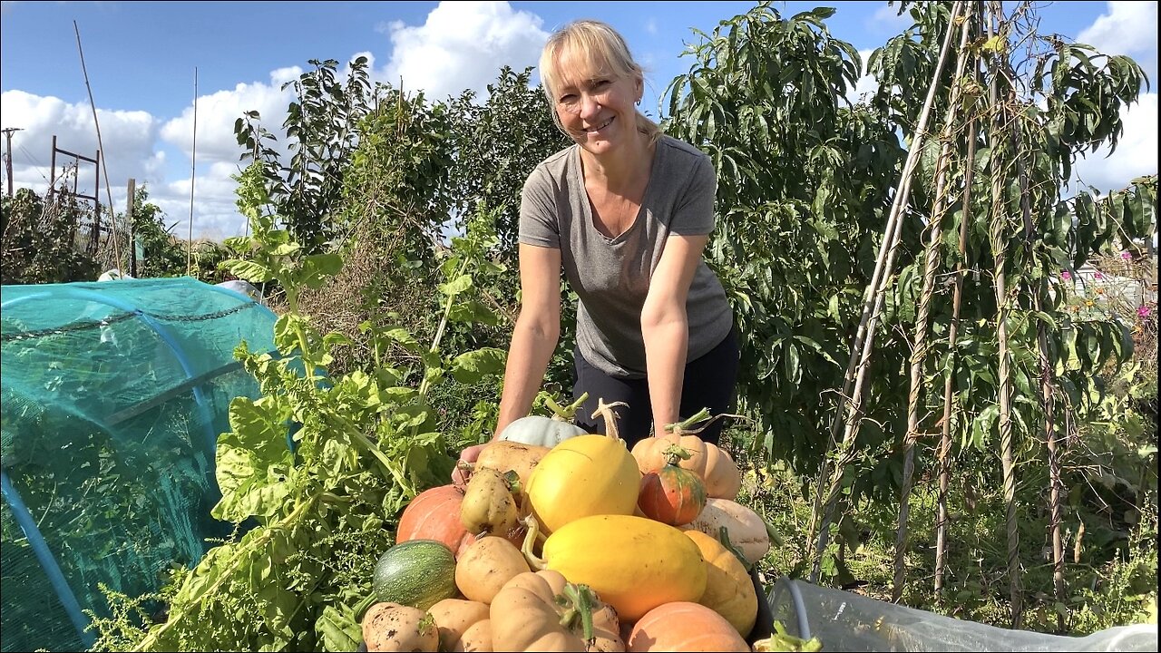 RECORD BRAKING PUMPKIN AND SQUASH. ALLOTMENT HARVEST