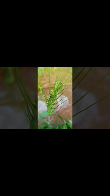 stay 😭😭 #youtubeshorts #shorts #youtube #shortvideo #shortyoutube