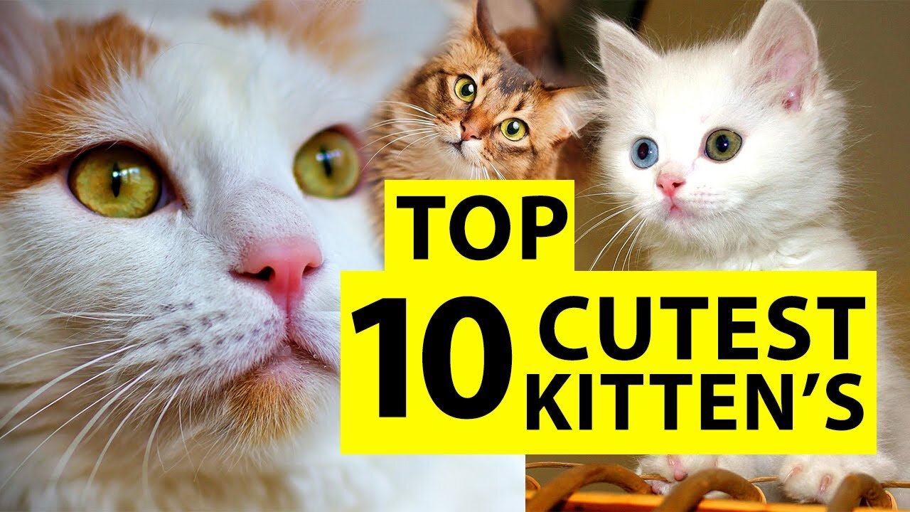 #top 10 cutest cat names # #top 10 🤘