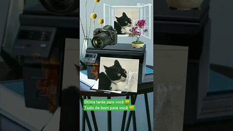 Gato Bartolomeu Tunico 😸