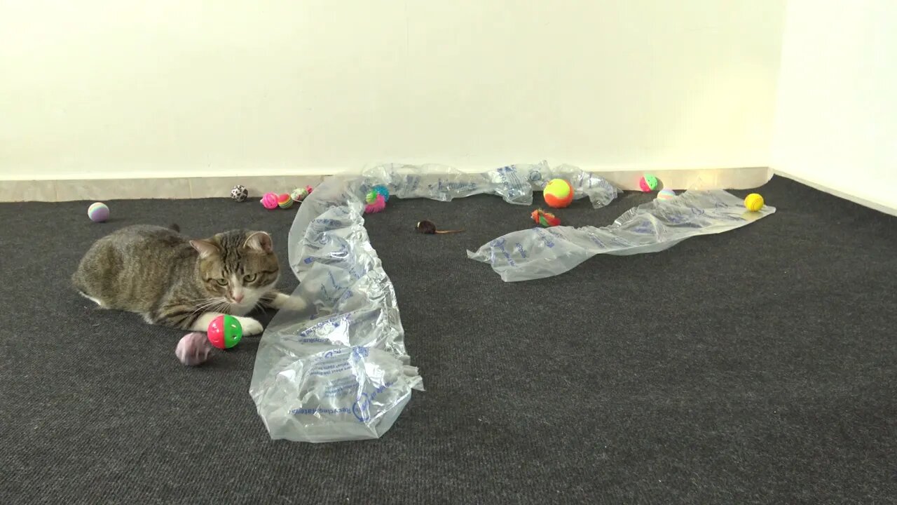 Funny Playful cat Jumps over the Plastic Bag