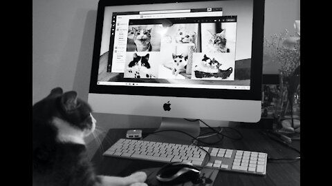 Tik Tok viral video funny cute kittens