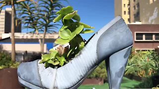 SOUTH AFRICA - Durban - Durban's Rooftop Garden (Video) (Ene)