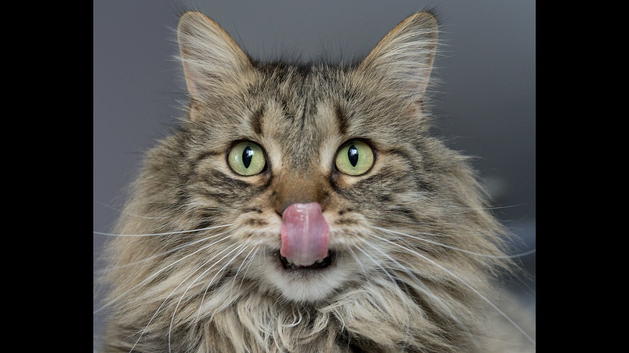 When God sends you a funny cat 😅 | Very funny