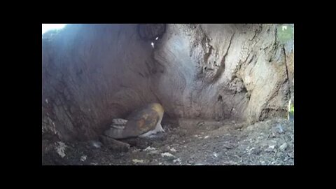 Owls lying eggs