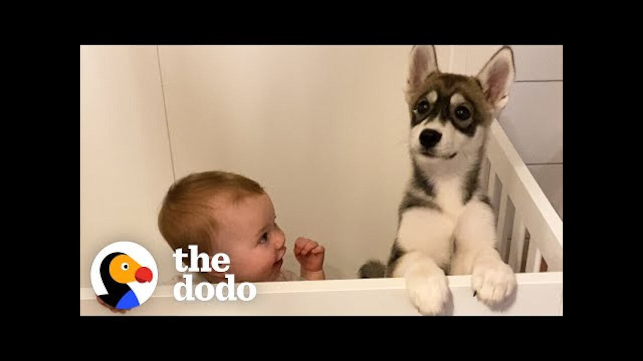 Baby Husky Grows Up With Baby Girl And They Do Everything Together