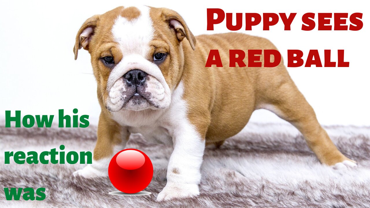 Funny puppy plays with a red ball, but he seems doesn't like it! How it's so cute!!