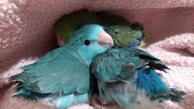 Baby parrots wrestle for coziest spot on blanket