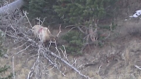 Kill shot: PERFECT FINISHING SHOT! 1st elk ever! Wyoming General Tag