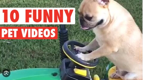 Funniest Cats And Dogs Videos 😂 - Best Funny Animal Videos 2023