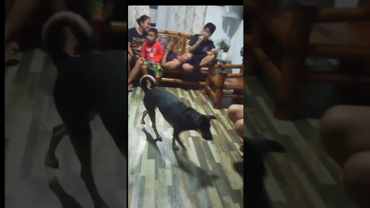 Pag wala ng Space, 'wag na ipilit.😂Char! Our dog knows better! LOL! #shorts #dogs #space