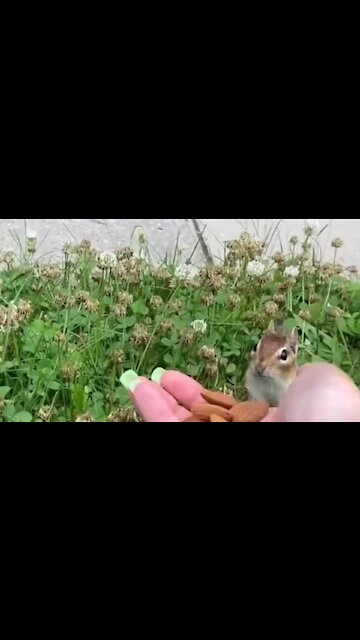 Squirrel wants to eat full stomach