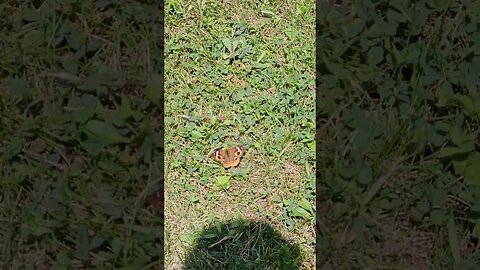 Wildlife around the Farm 🚜 series, Buckeye Butterfly