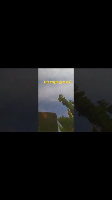 One Of The Channel Catfish I Raised From Fingerling Size