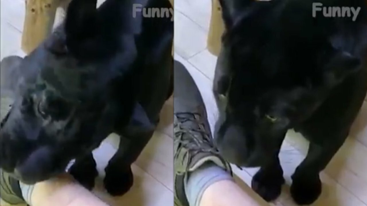 The black panther is opening its owner's shoe.