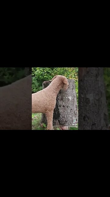 That moment when your catch your dog in the middle of a real-life @LooneyTunes episode!